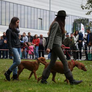 Održana je revija pasa lovačkih pasmina