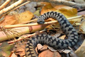 Zmije Hrvatske – izložba Zoološkog vrta grada Zagreba