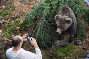 Diorama Divljač hrvatskih krajeva 23